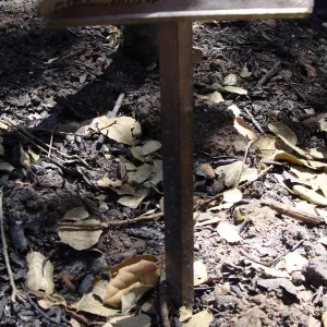 melted plant identification label, after the Jesusita Fire