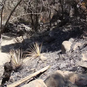 viewing down the Campbell Trail, after the Jesusita Fire