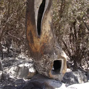 Sycamore tree trunk hollowed out by fire, after the Jesusita Fire