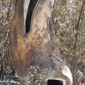 Sycamore tree trunk hollowed out by fire, after the Jesusita Fire