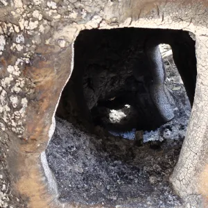 Sycamore tree trunk hollowed out by fire, after the Jesusita Fire