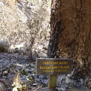 'Trees Are Alive!', wood sign in the Redwood Section, after the Jesusita Fire
