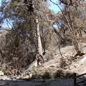 Mission Canyon slope above the Redwood Section and Mission Creek, after the Jesusita Fire