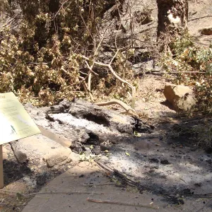 The Redwood Cross-section exhibit, after the Jesusita Fire