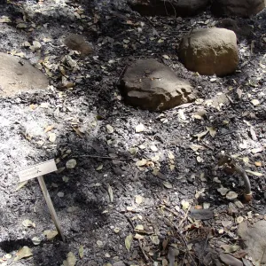 burned vegetation display along the Woodland Trail section, after the Jesusita Fire