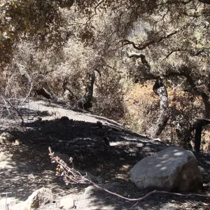 view of Mission Canyon from the canyon rim, at the top of the Meadow, after the Jesusita Fire