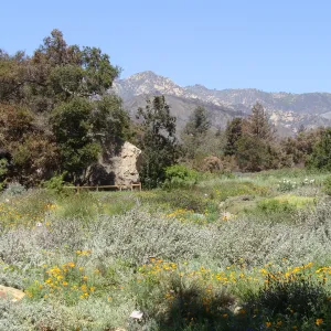 burned vegetation surrounds the Meadow, after the Jesusita Fire
