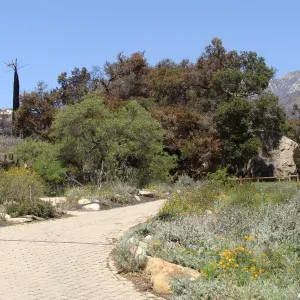 burned vegetation surrounds the Blaksley Boulder at the edge of the Meadow, after the Jesusita Fire