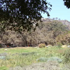 burned oak trees line the canyon rim along the western edge of the Meadow, after the Jesusita Fire