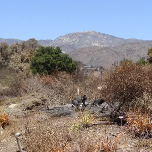 the Porter Trail, after the Jesusita Fire