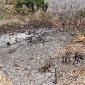 burned planting display along the Porter Trail, after the Jesusita Fire