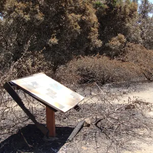 'Chaparral' exhibit on the Porter Trail, after the Jesusita Fire