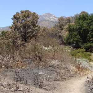 viewing La Cumbre Peak from the top of the Porter Trail, after the Jesusita Fire