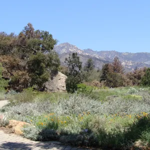 Meadow oaks singed by the Jesusita Fire