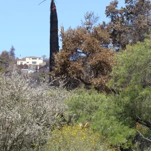 burned palm tree in the Desert Section, after the Jesusita Fire