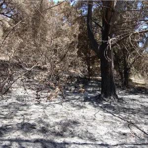 Island Section, panorama, one week after the Jesusita Fire