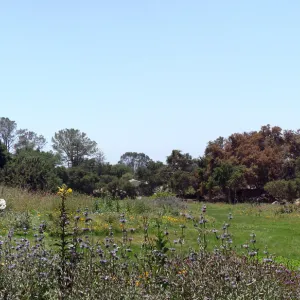 Garden Meadow, panorama, one week after the Jesusita Fire