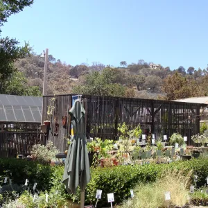 Garden Growers Nursery, panorama, one week after the Jesusita Fire