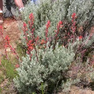 Castilleja affinis, Hwy 33, Sespe Creek