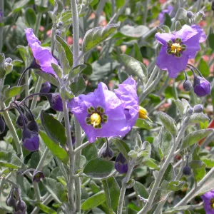 Solanum umbelliferum ssp. incanum, Hwy 33, Derrydale Creek