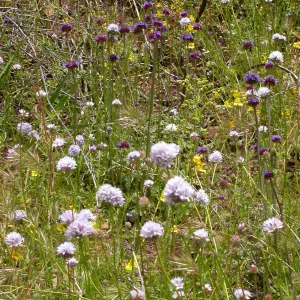 Gilia capitata, Hwy 33, Derrydale Creek