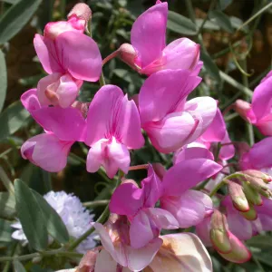 Lathyrus vestitus, Hwy 33, Derrydale Creek