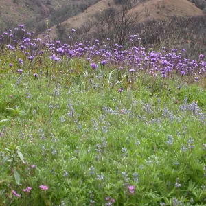 Dichelostemma capitatum, Hwy 33, Derrydale Creek