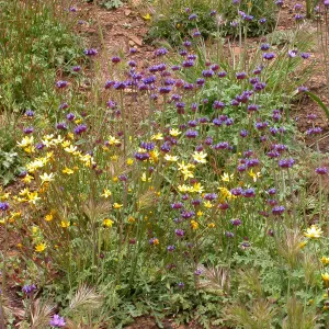 Coreopsis bigelovii, Hwy 33, Derrydale Creek