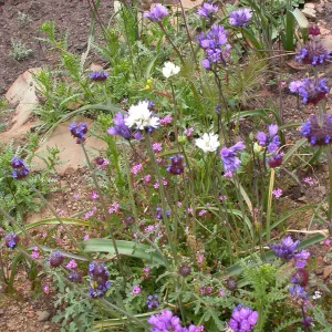 Dichelostemma capitatum - white flowered, Hwy 33, Derrydale Creek