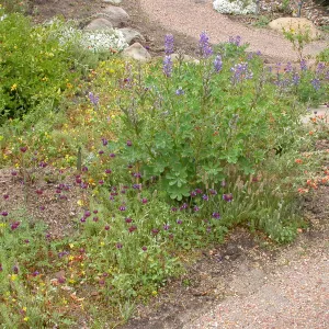 Lupinus (lupine) in Desert Wash
