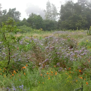 Meadow Wildflowers