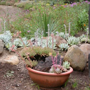 Dudleya pot