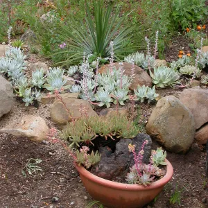 Dudleya pot