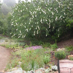 Aesculus californica