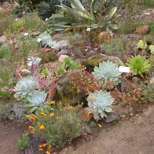 Dudleya britonii