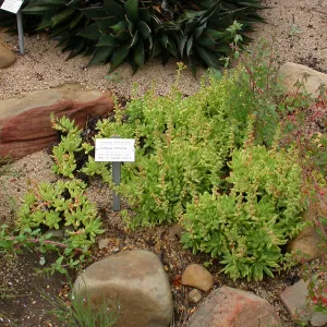 Dudleya formosa