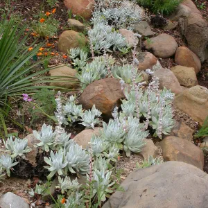 Dudleya traskiae hybrid