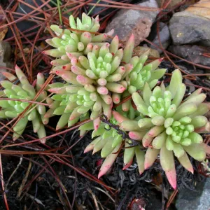Dudleya anomala