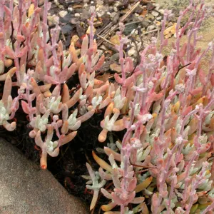 Dudleya atttenuata orcuttii