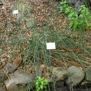 Juncus textilis