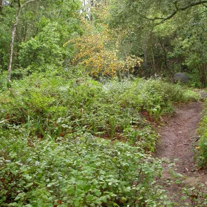 Lower Campbell Trail