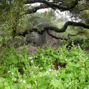 Vitis girdiana, Blaskely Boulder