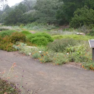 Ground Cover Display