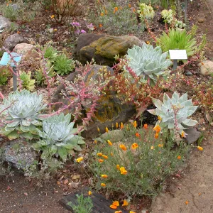 Dudleya brittonii