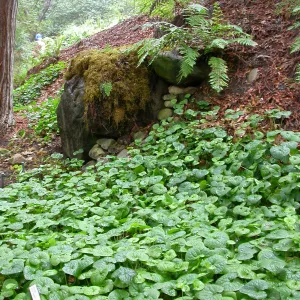 Dripping Rock, Asarum caudatum