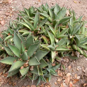 Agave margaritae