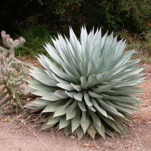 Agave sebastiana