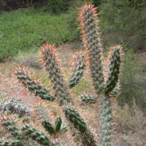 Opuntia cedrosensis?