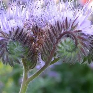 Phacelia tanacetifolia