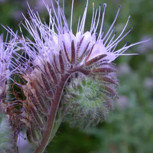 Phacelia tanacetifolia